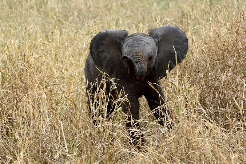 3-Day Rwanda Wildlife Safari in Akagera National Park - Rwanda gallery image
