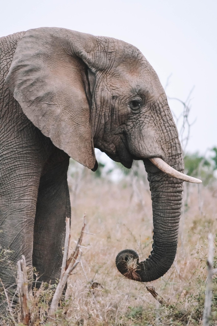 5-Day Amboseli-Tsavo West & Taita Hills Luxury Adventure - Kenya safaris gallery image