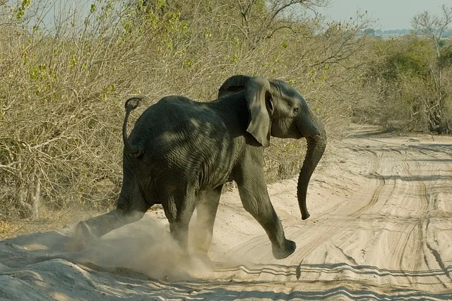 5-Day Victoria Falls and Botswana Standard Tour gallery image