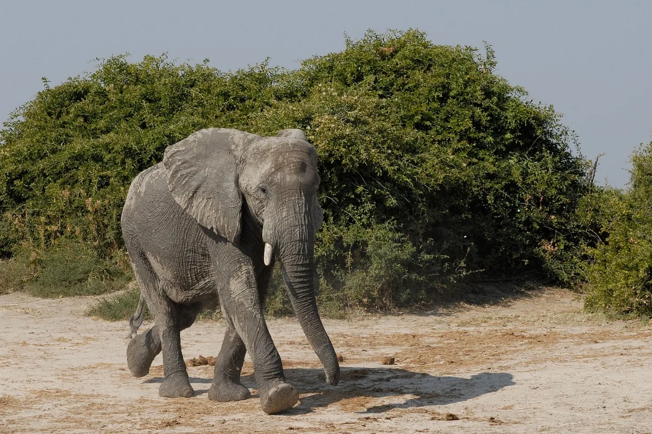 9 Days  Well Balanced Big Five Trails hero photo