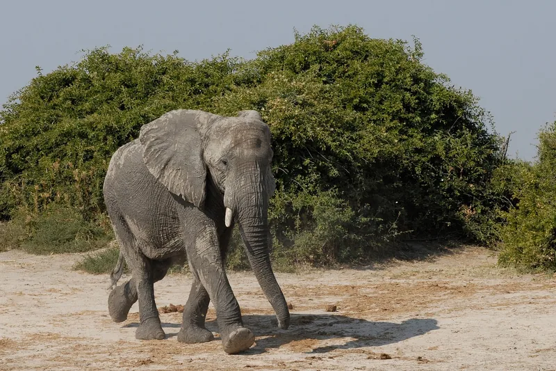 11 Days  Cape Town, Vic-Falls & Big 5 Greater Kruger Safari gallery image