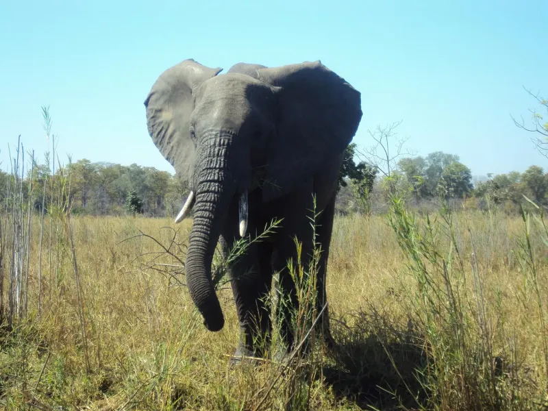 12-Day 11 Nights in Malawi and South Luangwa