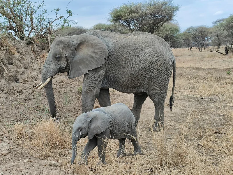 3-Day Chobe - Jackalberry Chobe gallery image