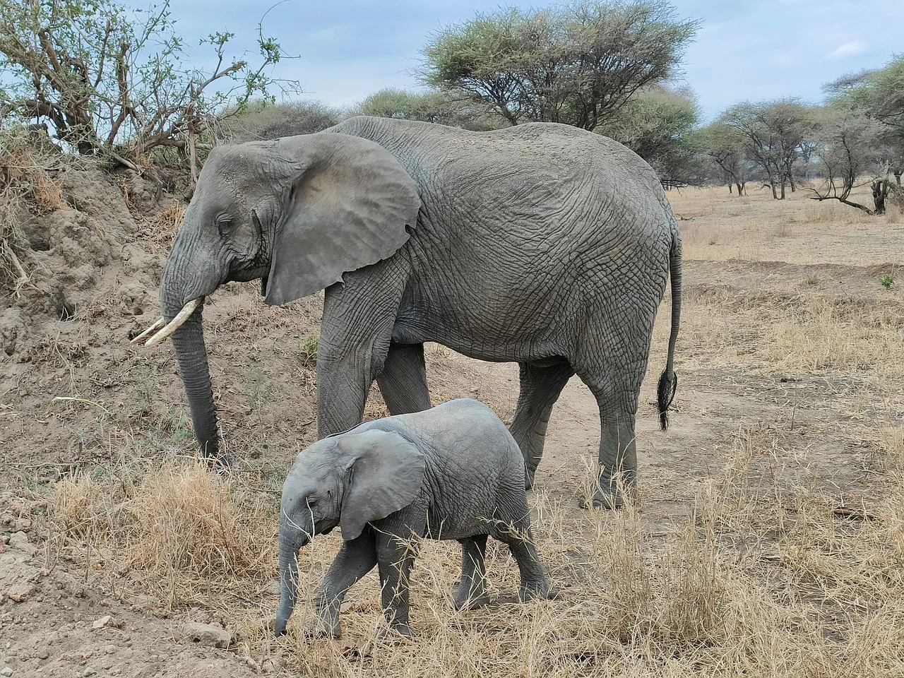 4-Day Savuti and Chobe Explore gallery image