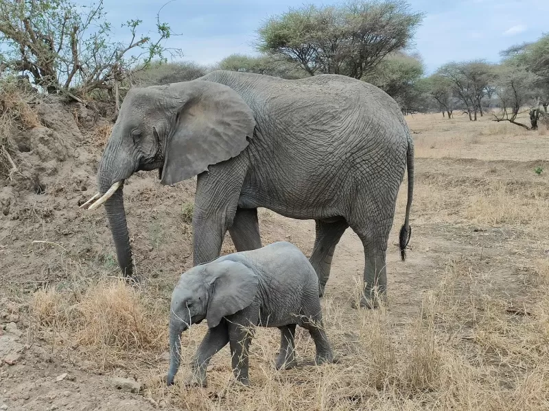 4-Day Savuti and Chobe Explore gallery image