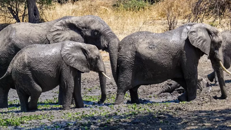 4-Day Victoria Falls & Chobe Elephant Hills Tour gallery image