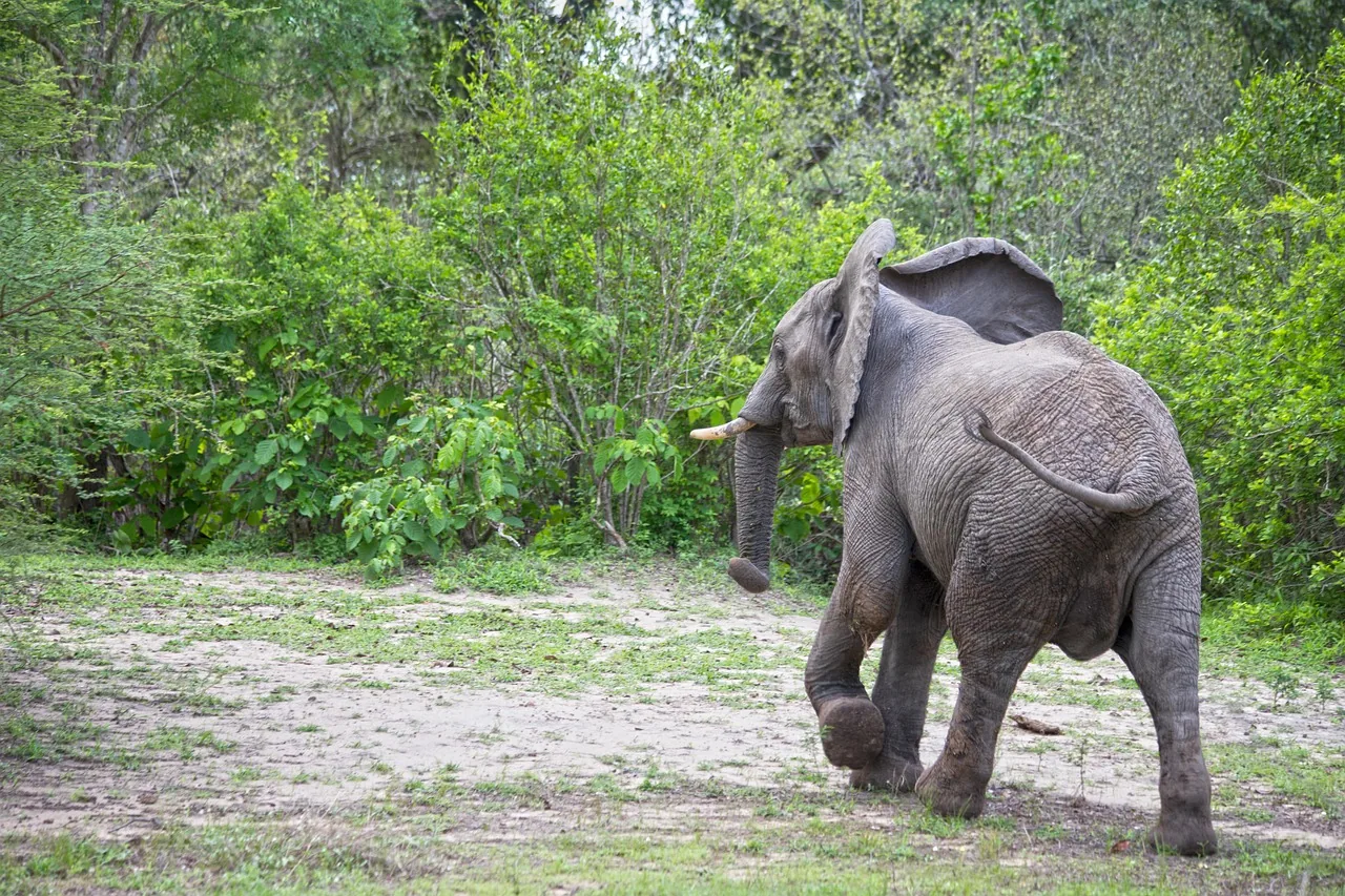 4-Day Amazing Safari Experience - Camping - Tanzania safari hero photo