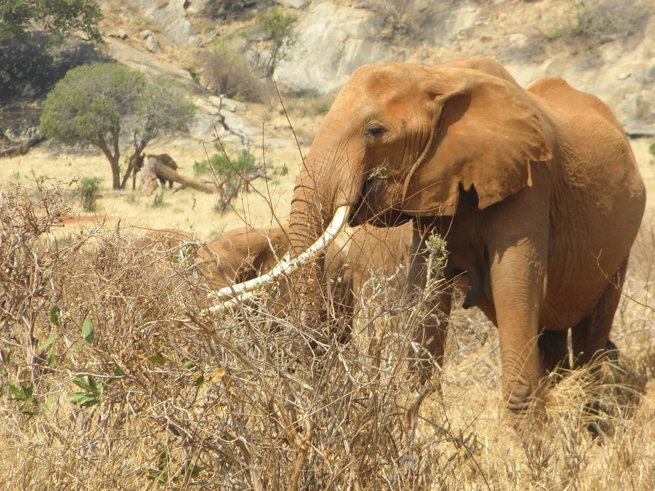 1-Day Fly in Mikumi National Park Flly out with Dallas - Tanzania safari gallery image