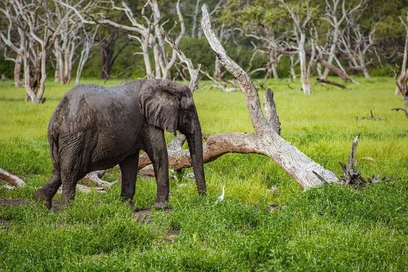 2-Day Salt Lick Safari - kenya safaris gallery image