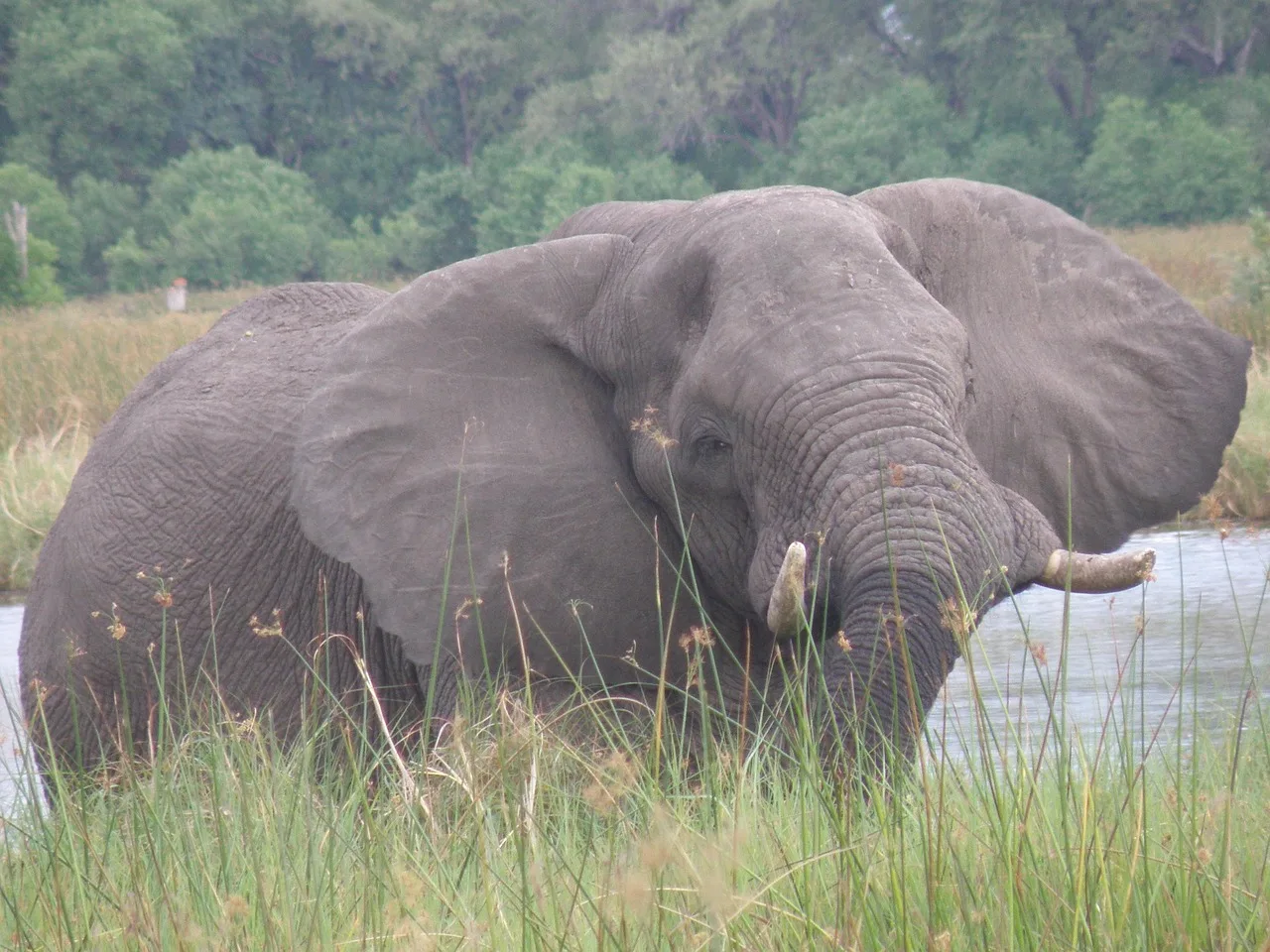 2-Day Pilanesberg Luxury Safari and Elephant Experience gallery image