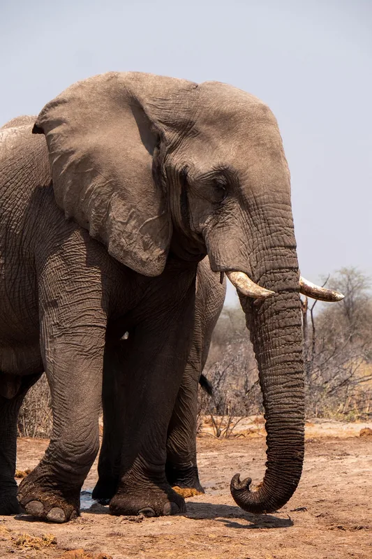 12-Day Botswana & Zimbabwe Couple's Getaway gallery image