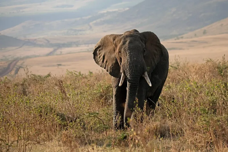 11-Day Malawi Signature Journey from Lake to Wilderness