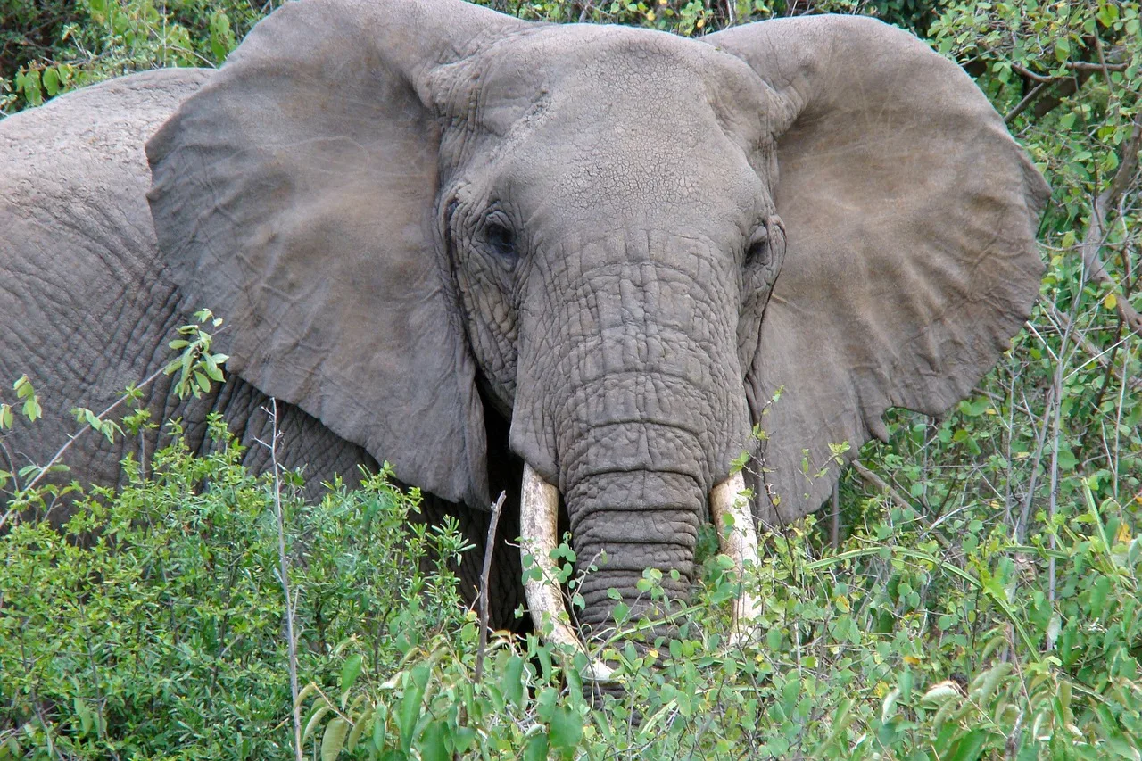 5-Day Luxury Sanbona Tinley Cape Town Safari gallery image