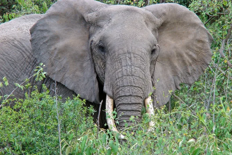 4-Day The Endless Adventure in Wildlife - Tanzania safari