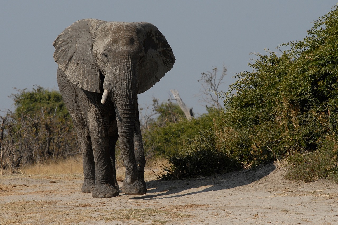 12 Days Namibian Self-Drive Wildlife Safari Tour (Lodging)