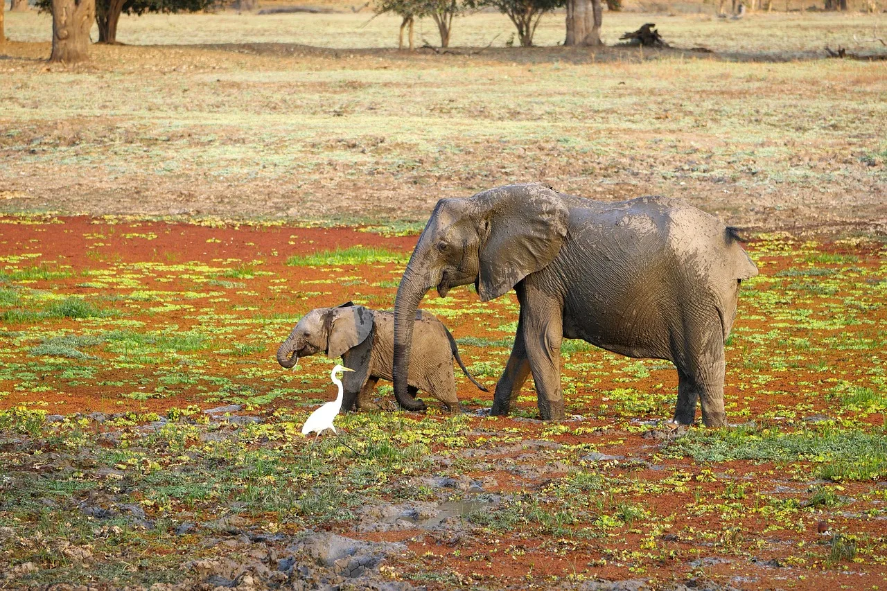 7-Day Zanzibar to Zambia Classic Fly-in Safari gallery image