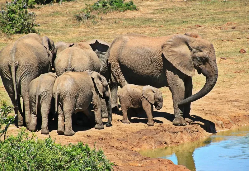 2-Day Tanzania Leisure Safari - Tanzania safari gallery image