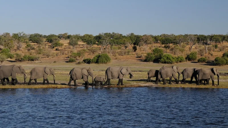 15-Day Namibia to Victoria Falls Elephant Track gallery image