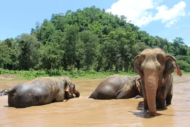 3-Day 4x4 Amboseli Group Joining Tour gallery image
