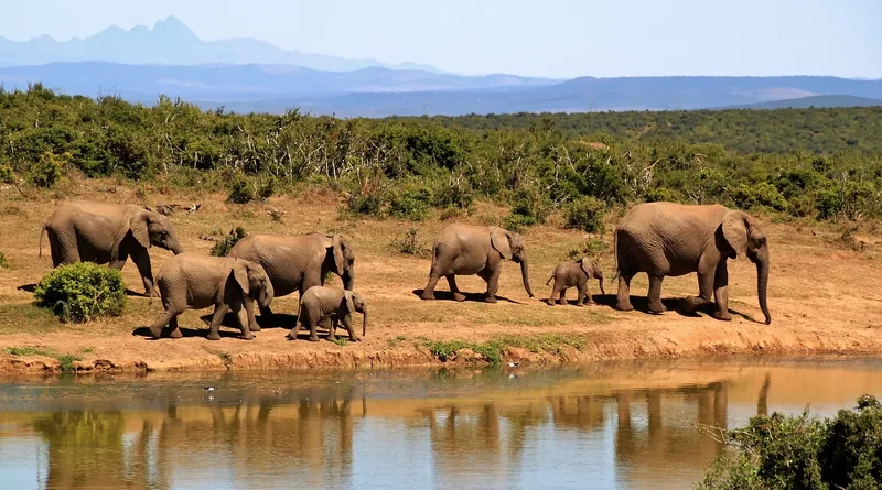 9-Day Wildlife Paradise Journey - Tanzania safari gallery image