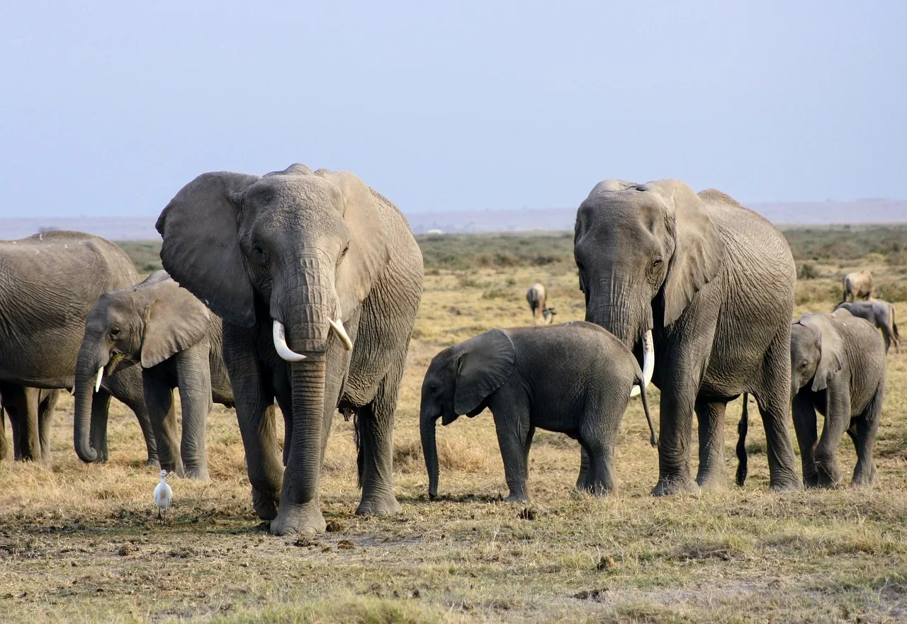 10-Days  Luxury, Kruger Park, Johannesburg from Cape Town gallery image