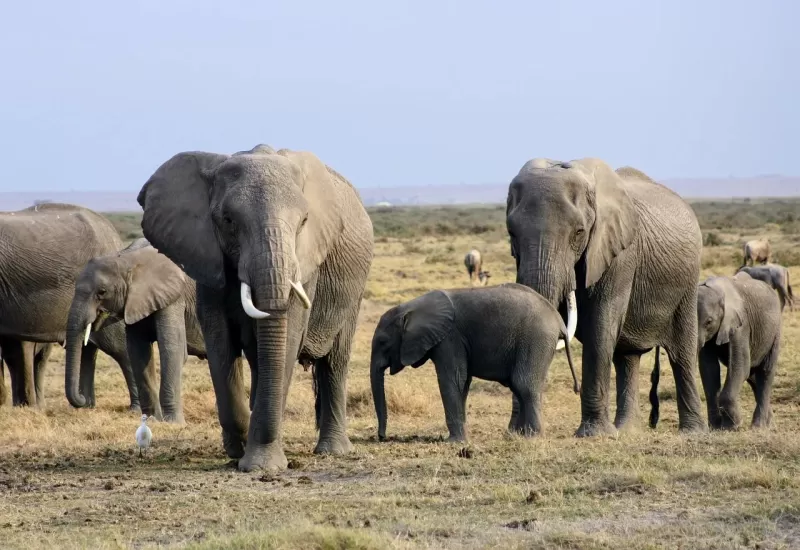 10-Days  Luxury, Kruger Park, Johannesburg from Cape Town gallery image