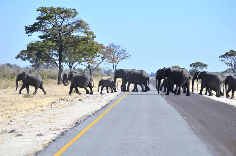 16-Day Zimbabwe Botswana Game Tracker gallery image