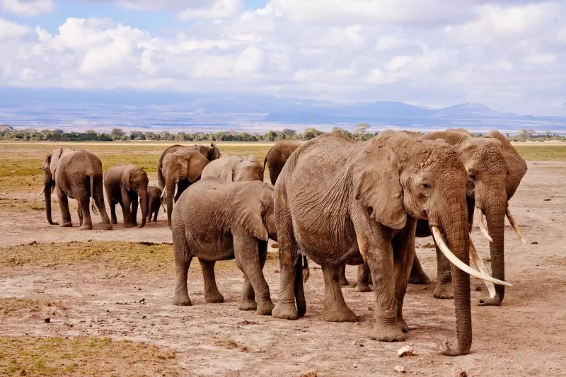13-Days  Cape Town and Garden Route Big Five Safari