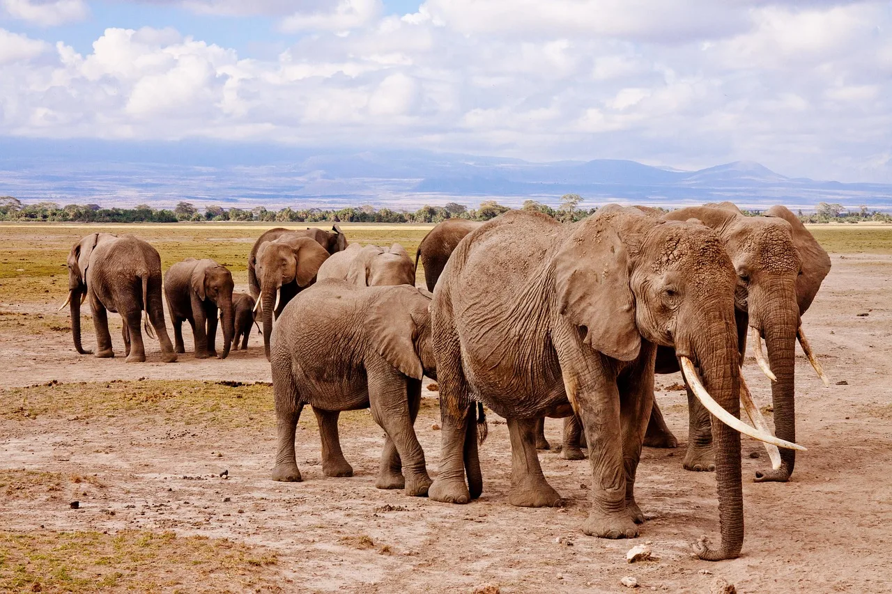 14-Days  Best of South Africa and Mozambique gallery image