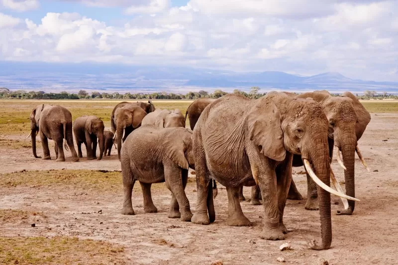 14-Days  Best of South Africa and Mozambique gallery image