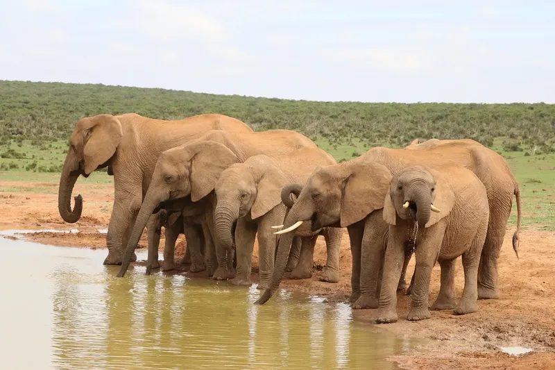 2-Day Salt Lick Safari - kenya safaris gallery image