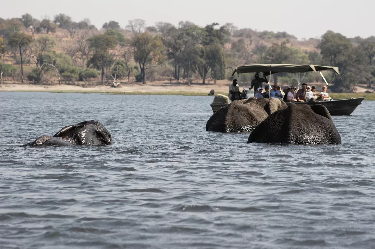 1-Day Chobe Safari with Boma Dinner in Victoria Falls hero photo