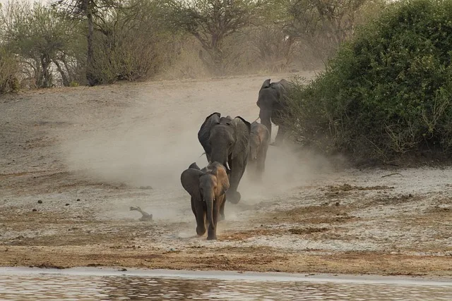 4-Day Okavango Delta Moremi Short Vacation gallery image