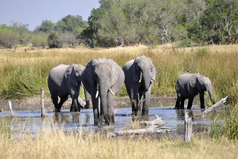 1-Day 9-Hour Private Kruger Open-Vehicle Safari Drive gallery image