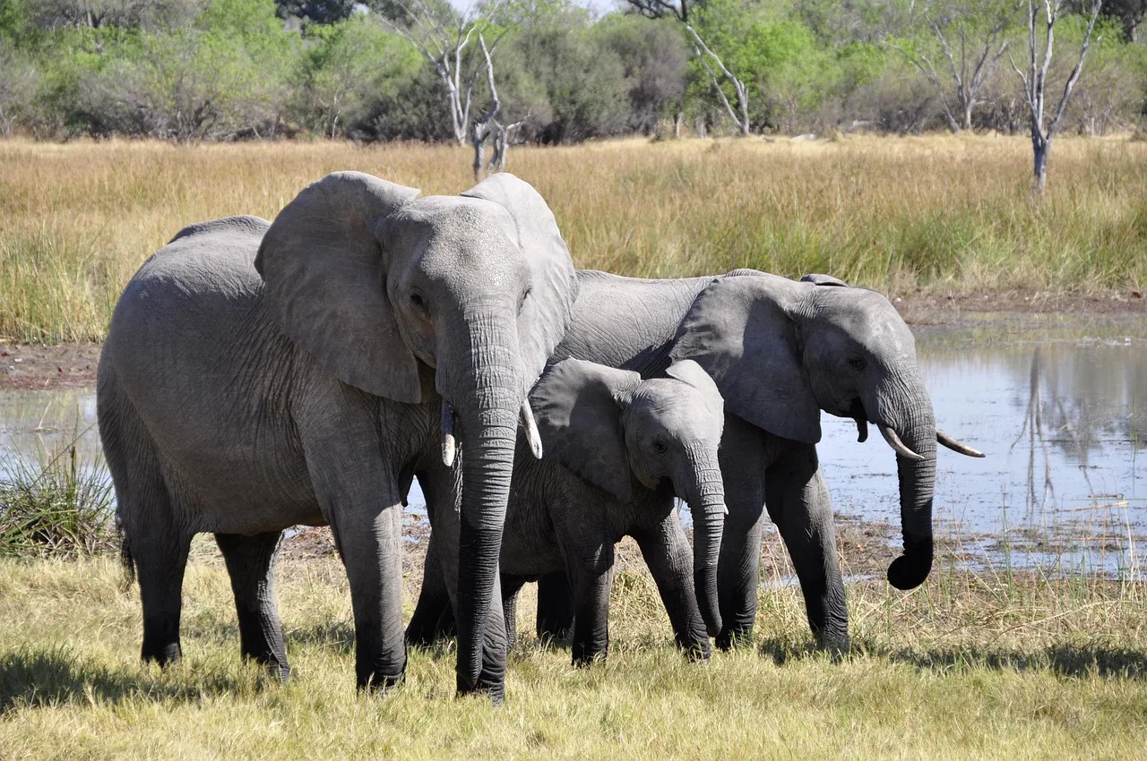 2-Day Pilanesberg Luxury Safari and Elephant Experience gallery image
