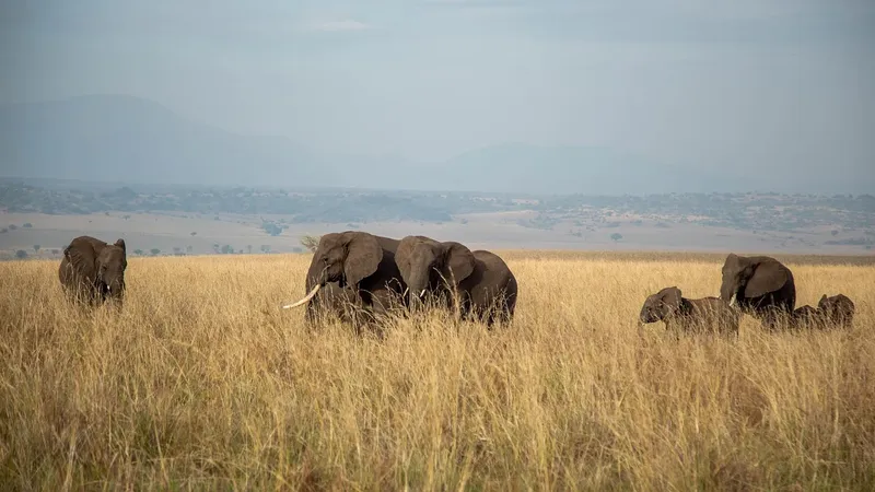 1-Day Fly in & out Safari to Tarangire NP from Zanzibar - Tanzania safari