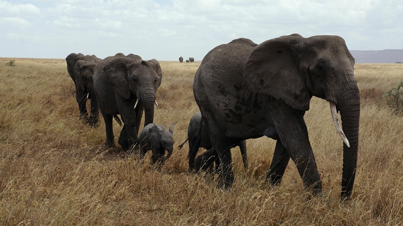 6-Day Tarangire, Ngorongoro Crater & Serengeti Safari - Tanzania safari gallery image