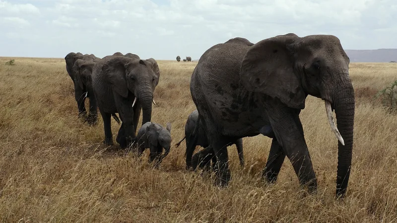 Experience the best private budget 3-Day Tarangire, Ngorongoro & Manyara Impressive Safari - Tanzania safari