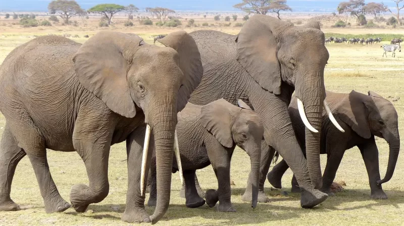 11-Days  Big 5 - Kruger NP Guided Self-Drive Mid Range Tour gallery image