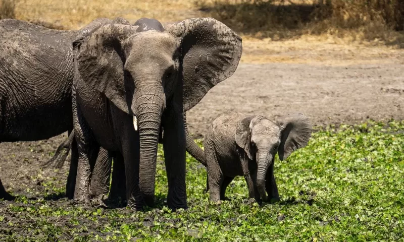 4-Day Savuti Expedition gallery image