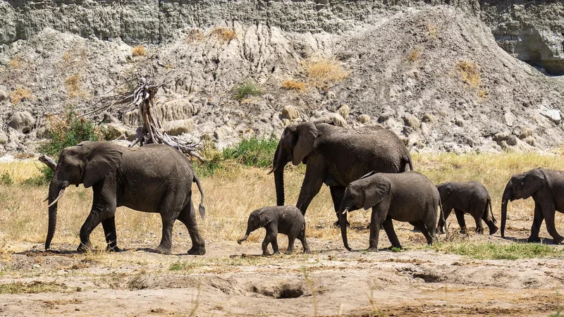 2-Day Chobe National Park Camping Tour gallery image