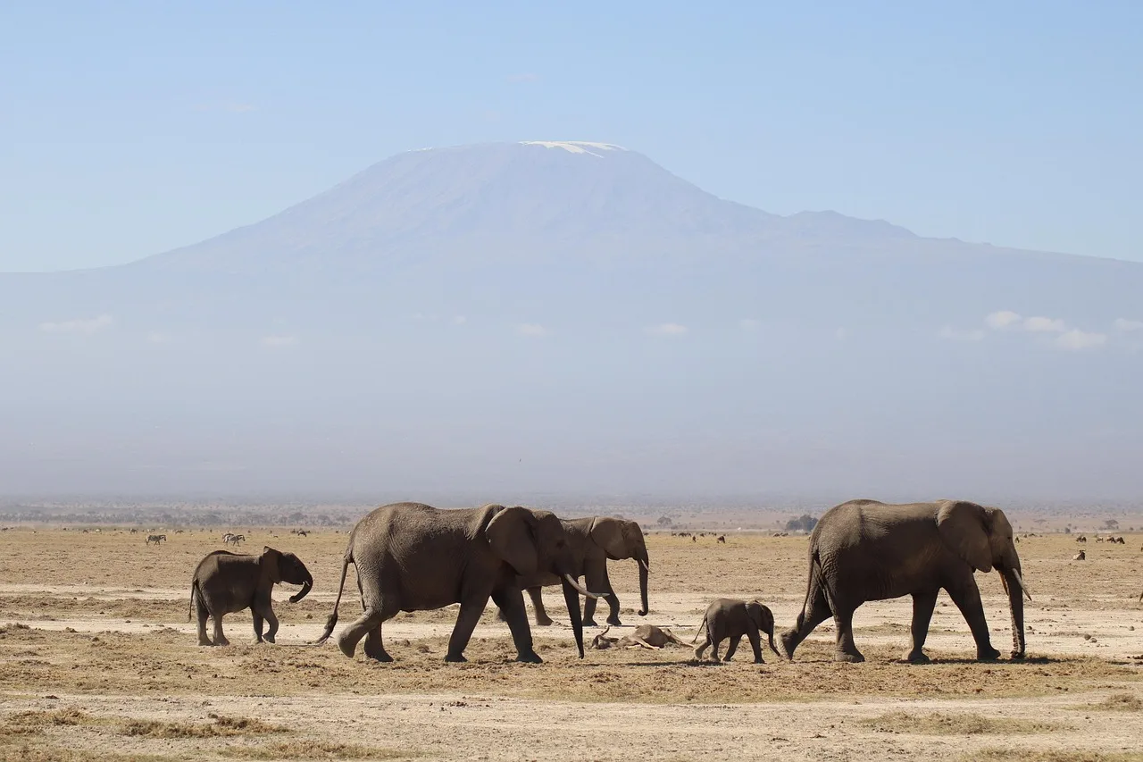 7-Day Migration Gnu Safari - Kenya & Tanzania Tour gallery image