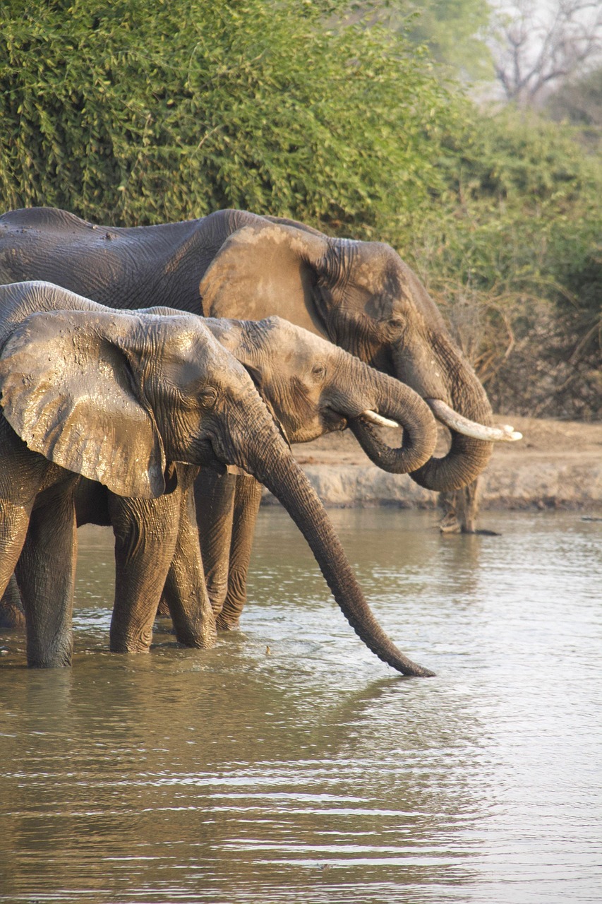 3-Day Selous (Nyerere NP) Boat, Game & Walking Safari - Tanzania safari