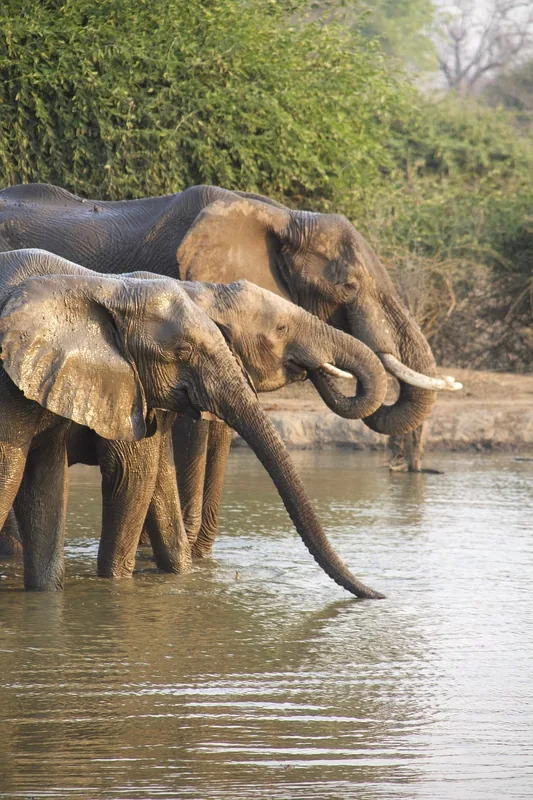 3-Day 2Nights Mid Range Safari Tour Tarangire-Lake Eyasi - Tanzania safari