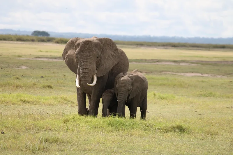Ultimate the good 3-Day Flight Package Zanzibar to Nyerere/Selous Private - Tanzania safari