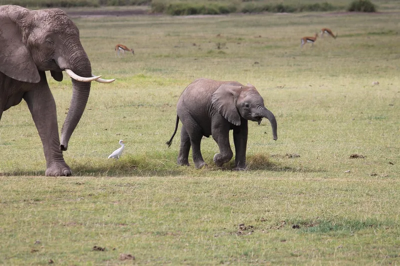 2-Day Fly-in from Zanzibar to Tarangire and Ngorongoro - Tanzania safari