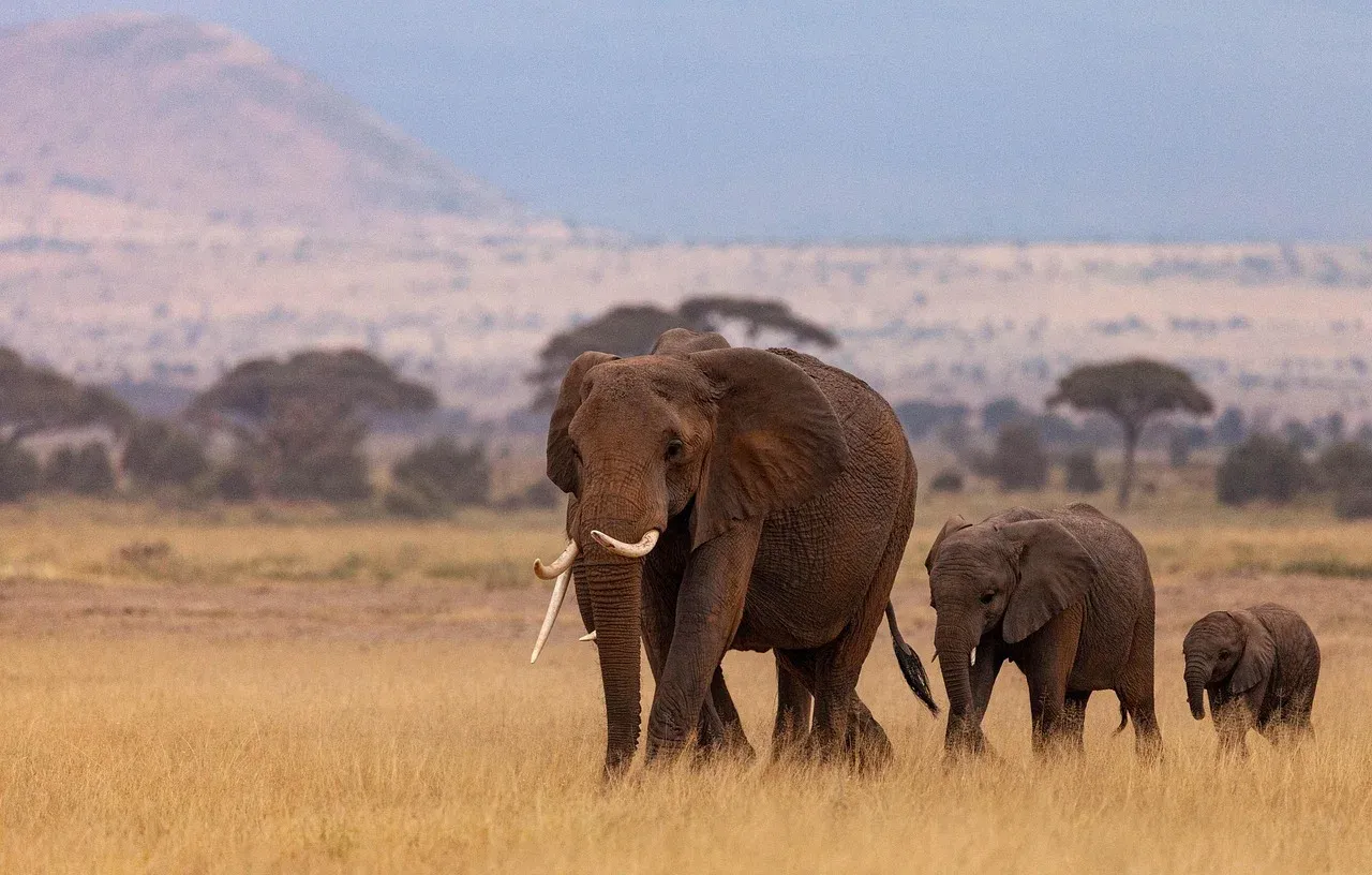 2-Day Salt Lick Safari - kenya safaris hero photo