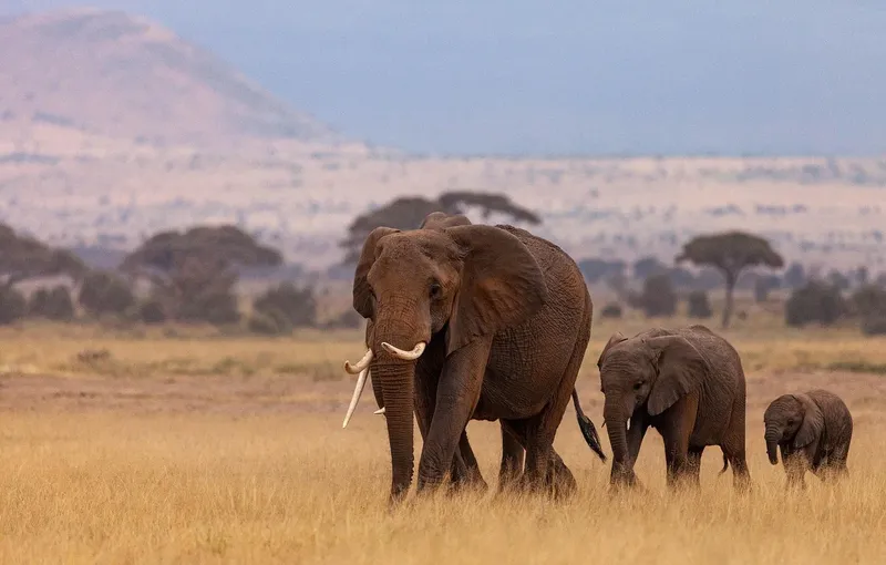2-Day Salt Lick Safari - kenya safaris