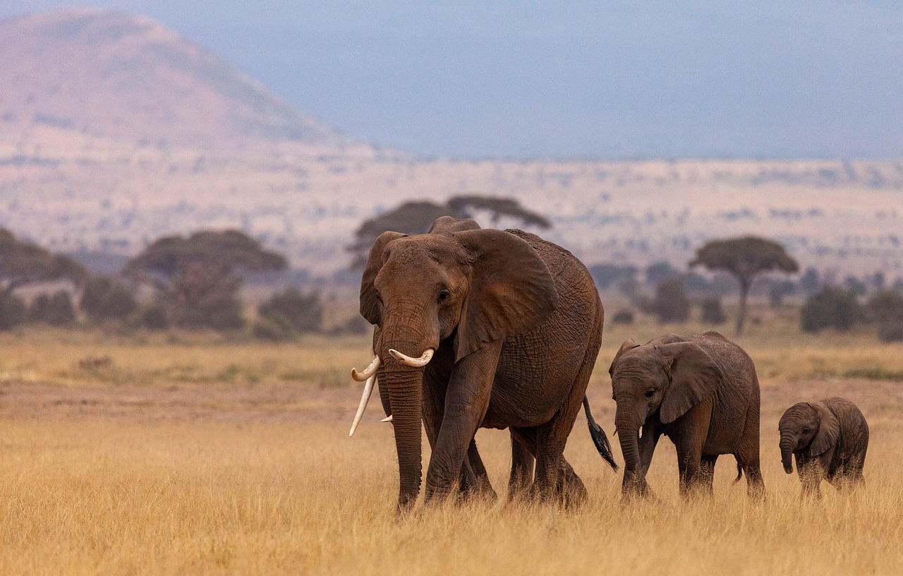 12-Day Amazing Mid-Range Safari and Beach Holiday - Tanzania safari