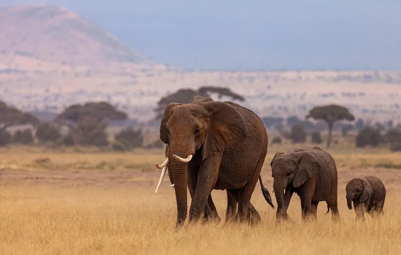 10-Day Big-5 Camping Safari & Cultural Tourism  - Tanzania safari gallery image